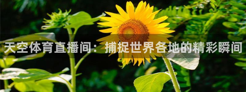 西瓜看球直播在线观看：天空体育直播间：捕捉世界各地的精彩瞬间