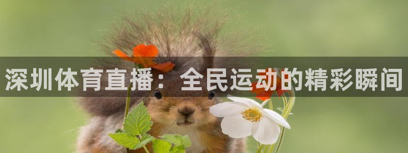 西瓜看球在线免费观看：深圳体育直播：全民运动的精彩瞬间